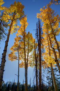 Quaking Aspen : Populus tremuloides