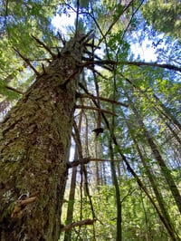 Image 1 of Douglas Fir : Pseudotsuga menziesi