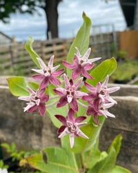 Image 1 of Showy Milkweed : Asclepias speciosa