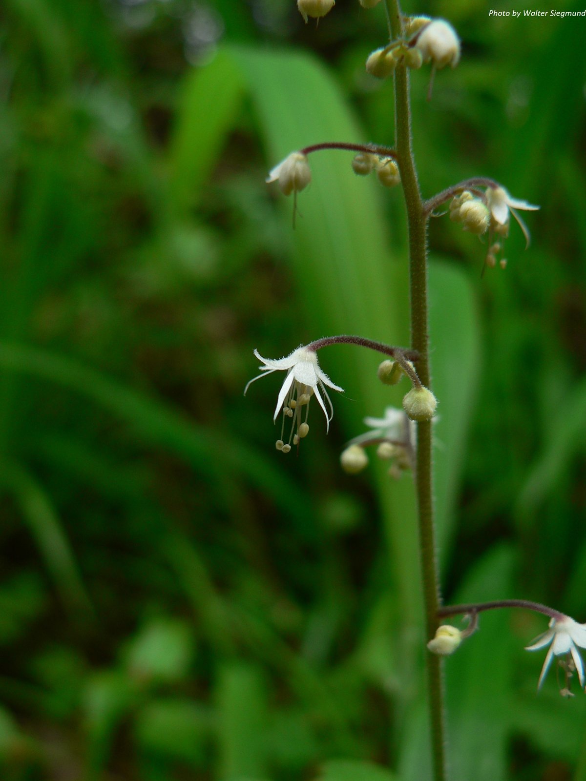 Foamflower : Tiarella trifoliata