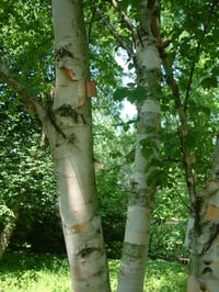 Paperbark Birch : Betula papyrifera