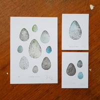 Image 2 of Seabird Egg Mini Print Selection