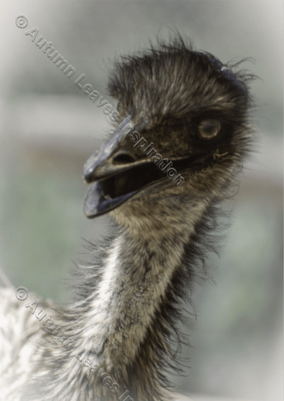 Image of B15 Emu 