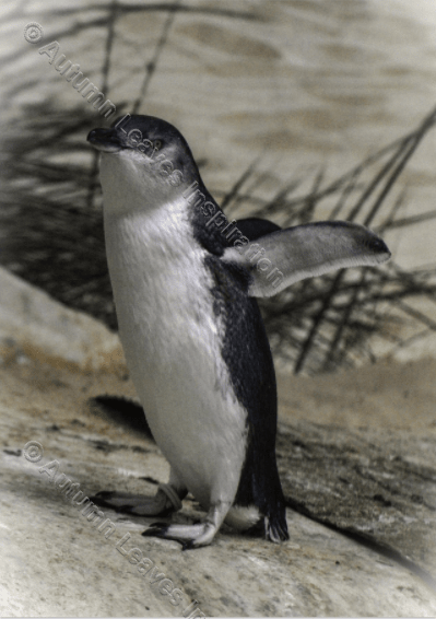 Image of B16 Fairy Penguin 