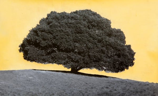 Image of OAK TREE by ALICE SHAW