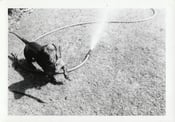 Image of VINTAGE PHOTO DACHSHUND DOG HOSE & SHADOW