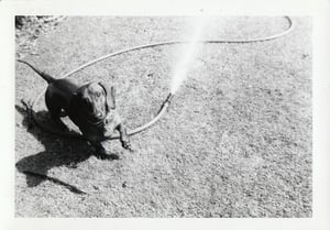 Image of VINTAGE PHOTO DACHSHUND DOG HOSE & SHADOW