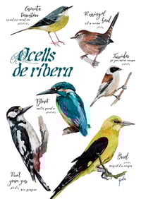 Image 1 of Ocells de ribera/River birds