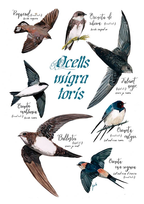 Ocells migratoris/ Migratory birds