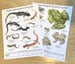 Image of Big Night Maine Amphibian ID Cards