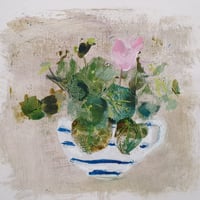 Cyclamen 