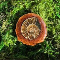 Ammonite XL Pinecone