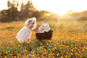 Flower Fields Sunset Sessions 