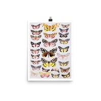 Moths - Fine Art Print