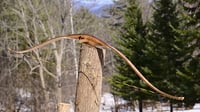 Image 3 of 2021-3: Curly Birch Hybrid