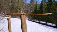 Image 5 of 2021-3: Curly Birch Hybrid