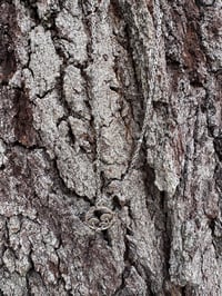 Image 8 of Fairy Circle