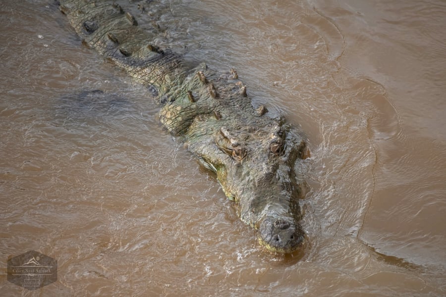 Image of Crocodile