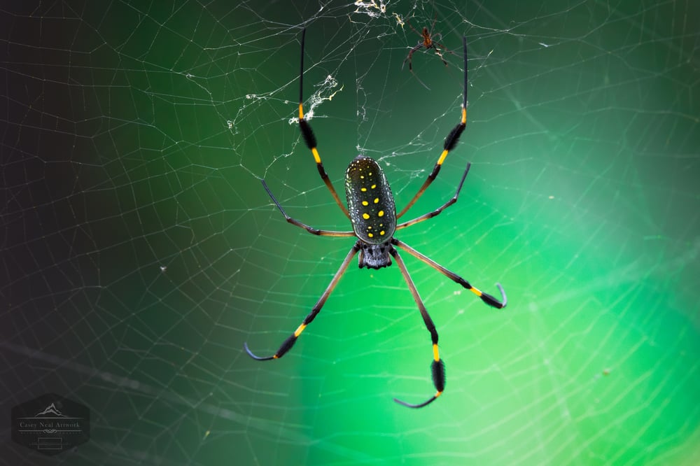 Image of Golden Weaver