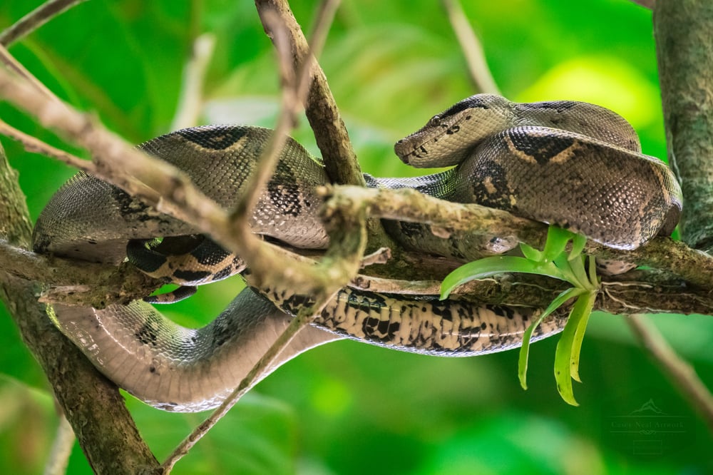Image of Boa Constrictor