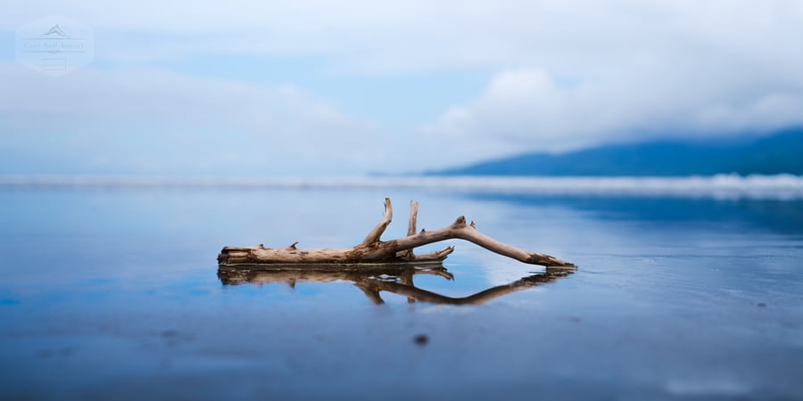 Image of Pacific Driftwood