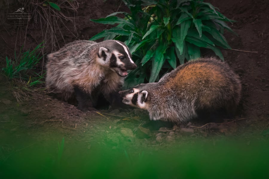 Image of Playful Badgers