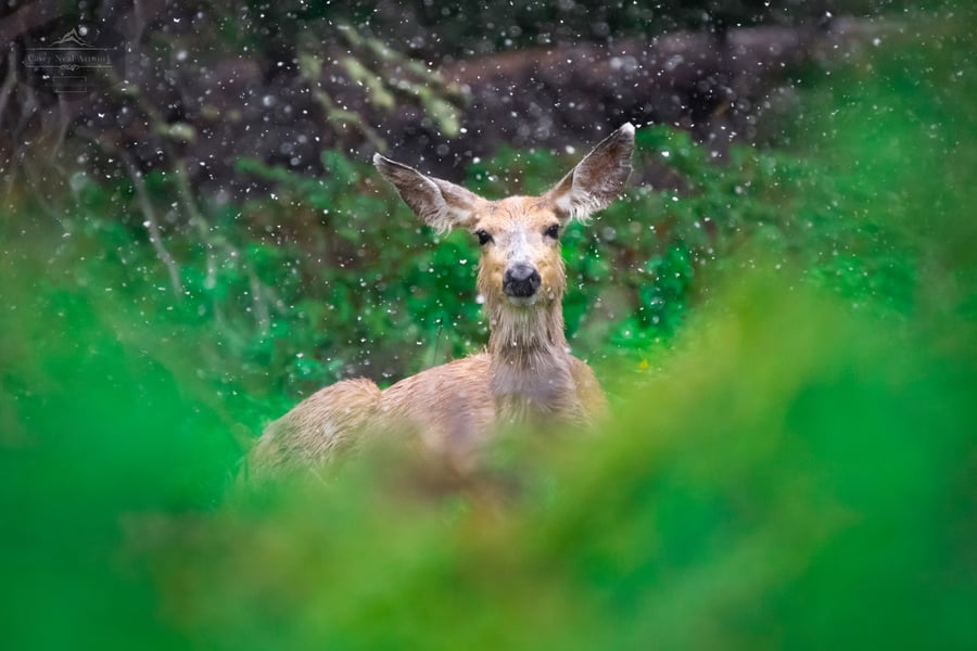 Image of Snowstorm Deer