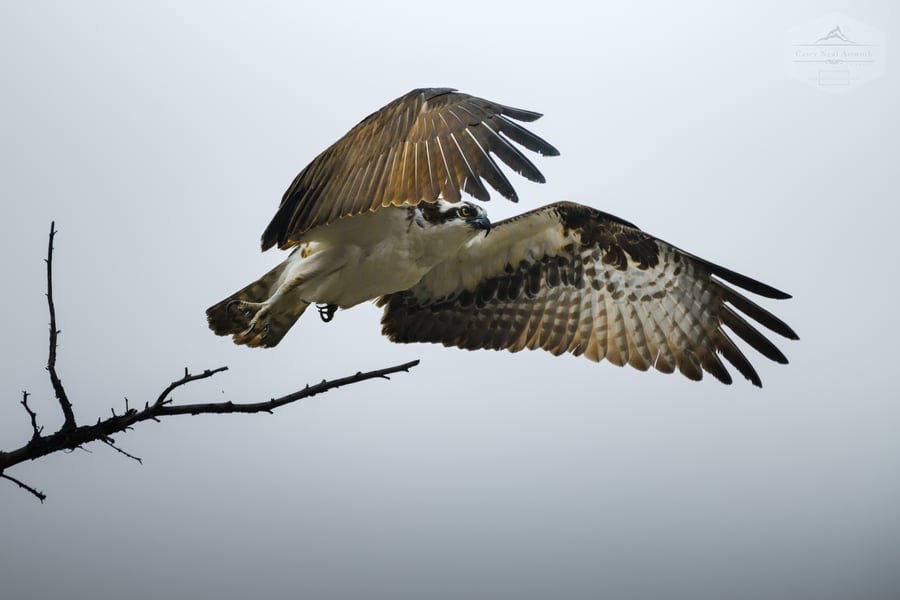 Image of Osprey Takeoff