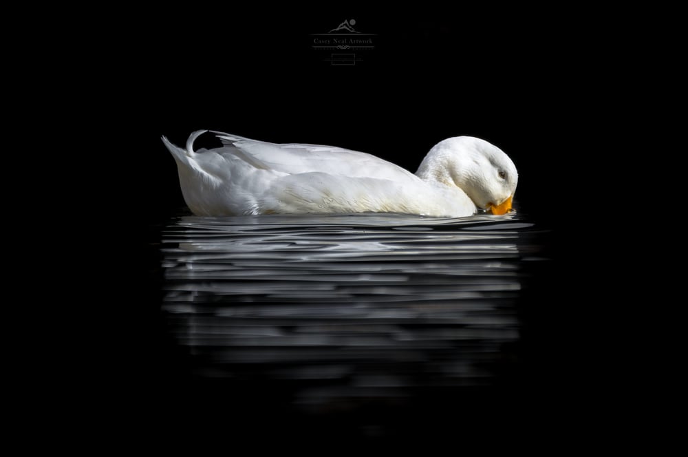 Image of Duck In Darkness