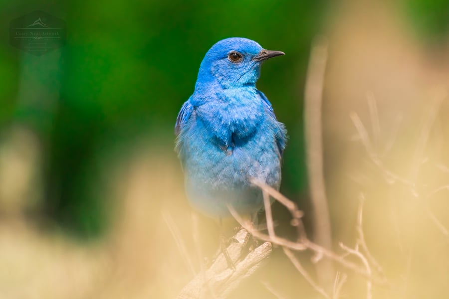 Image of Bluebird Portrait