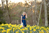 Image 4 of Daffodil Minis