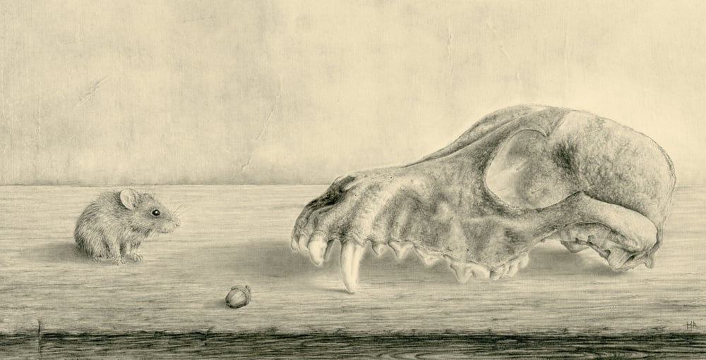 Image of The Fox skull, the mouse and his prey  