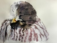 Image 1 of Preening Barking Owl