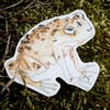 toad cutie