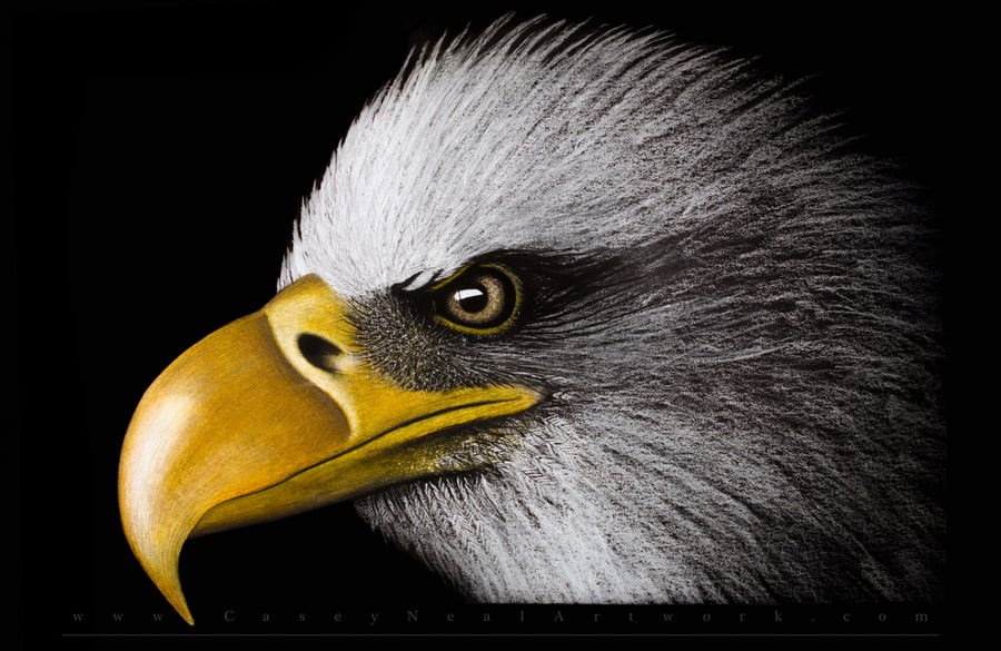 Image of Bald Eagle