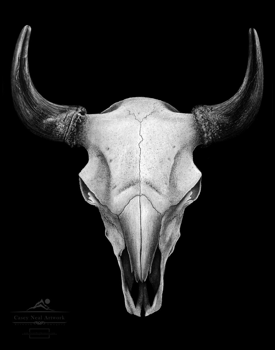 Image of Bison Skull