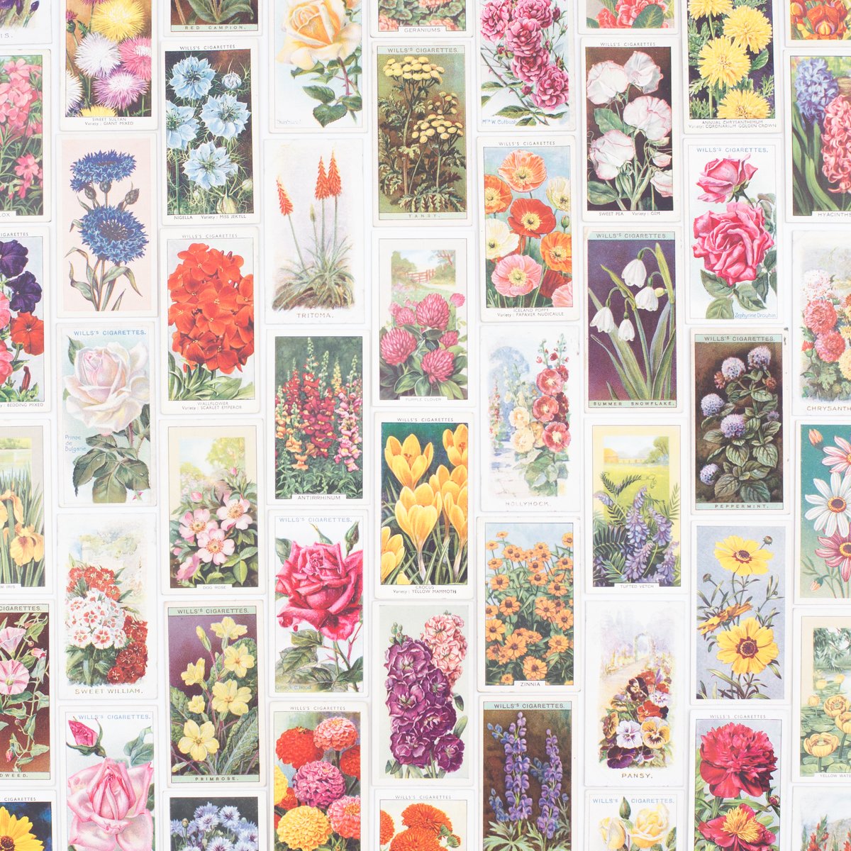 SaturdayAMVintage — Flower Cigarette Card Variety Pack Set of 8