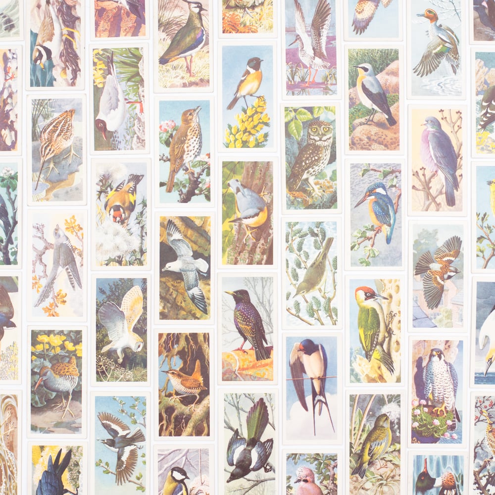 Image of Bird Portraits Tea Cards - Complete Set