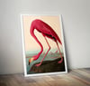 Pink Flamingo | John James Audubon  | Retro Tropical Print | Animal Kingdom Poster | Vintage Print