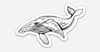 Humpback Whale Sticker