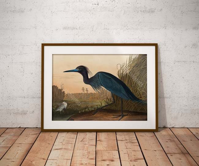 Blue Crane | John James Audubon | Retro Tropical Print | Animal Kingdom Poster | Vintage Print