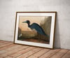 Blue Crane | John James Audubon | Retro Tropical Print | Animal Kingdom Poster | Vintage Print