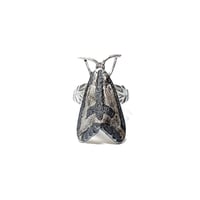 Image 1 of Clymene Moth ring in sterling silver