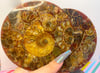 intuitively chosen ammonite disk (one)