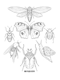 Insects
