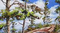 Image 2 of - Well Rooted -