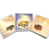 Image 3 of Frog cards