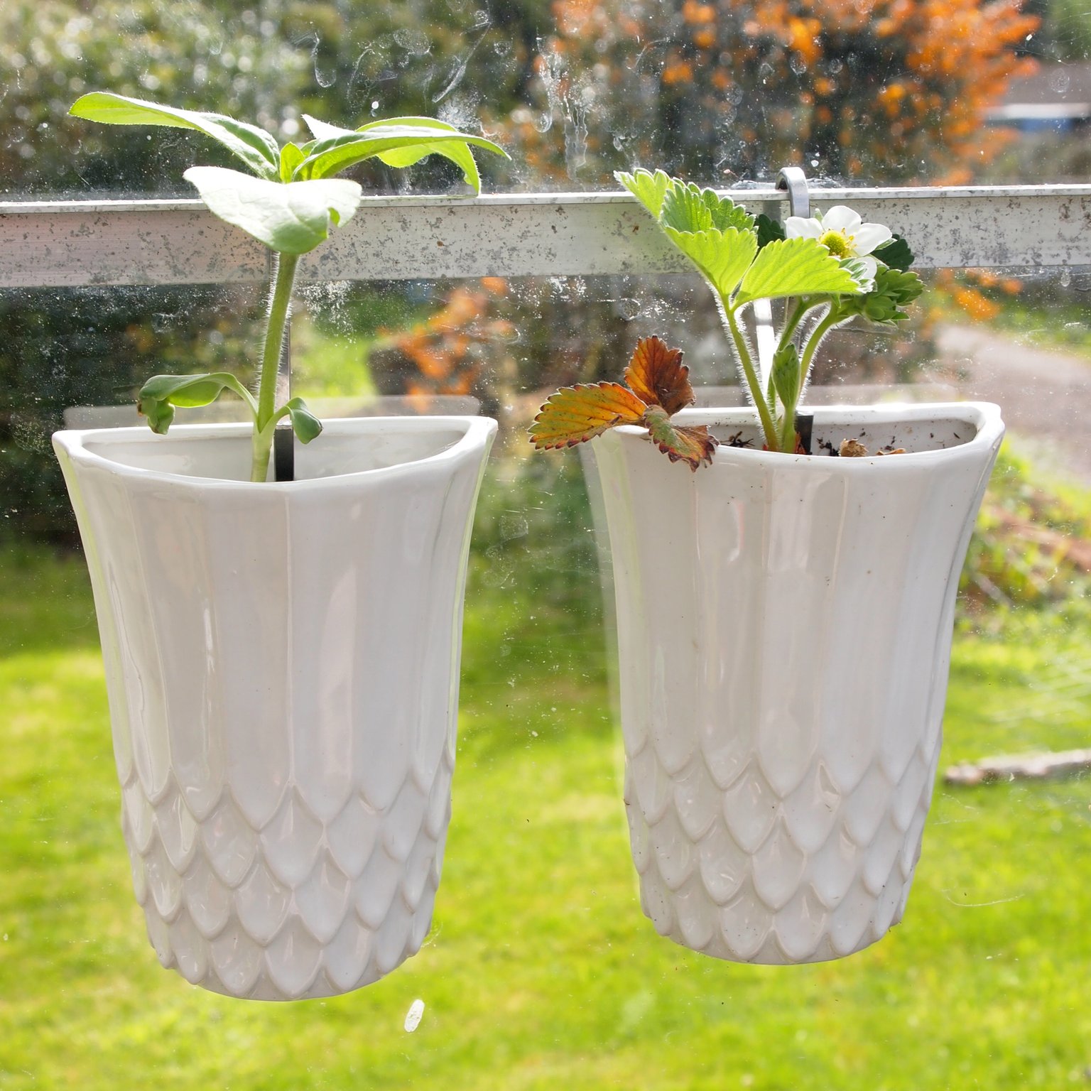 Wall Flower Vase Louise Buchan