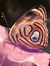 Butterfly trip 