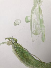 Image 3 of Garden Peas